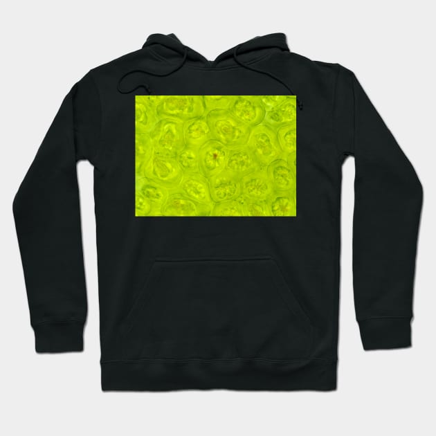 Fireweed (Chamaenerion angustifolium) green leaf cells under the microscope Hoodie by SDym Photography